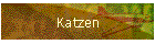 Katzen